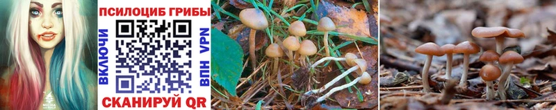 сколько стоит  Междуреченск  Галлюциногенные грибы Magic Shrooms 